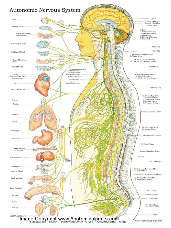 Pump Up Your Vagal Tone: 3 Simple Practices By Shanti Medina